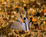Polycerinae