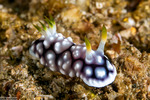 Chromodoridinae