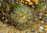 Anemones