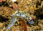Miamirinae