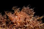 Rhinopias
