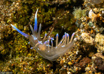 Myrrhinidae