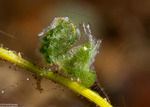Phycocaris
