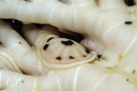 Myzostomatidae