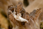 Trapania