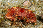 Euxanthus