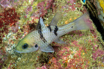 Cardinalfishes