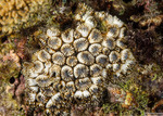 Merulinidae