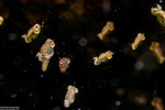 Arthropods