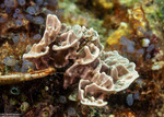 Keratosa