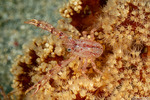 Lobsters