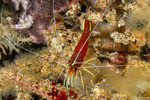 Alpheoidea