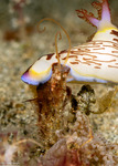 Phyllochaetopterus