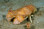Scyllaridae