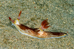 Nembrothinae