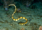 Reptiles