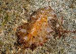Nudibranchia