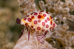 Ovulidae