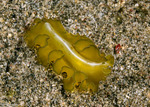 Rhabditophora