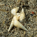 Pyramidellidae