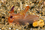 Polycerinae