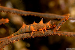 Pandaloidea