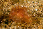 Notarchus