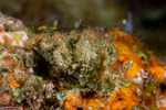 Sacoglossa