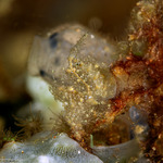 Hippolytidae