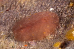 Asteronotus