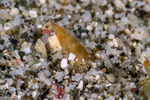 Eulimidae