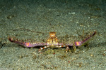 Parthenopidae