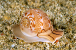 Naticinae