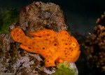 Antennariinae