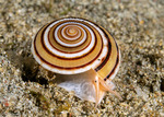 Architectonica