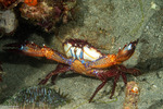 Thalamitinae
