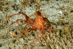 Majoidea