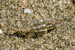 Mangeliidae