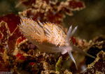 Nudibranchia