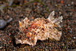 Carminodoris