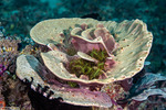 Keratosa
