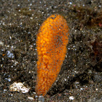 Axinellidae