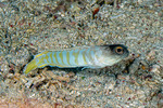 Opistognathidae