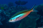 Caesionidae