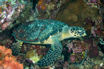 Turtles