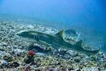 Hemiscylliidae