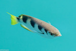 Archerfishes
