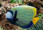 Angelfishes