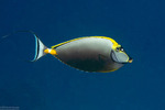Naso