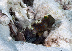 Cryptocentrus